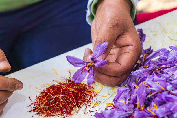 Kashmiri Saffron Fields