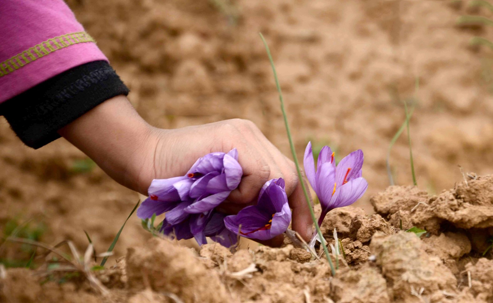 Saffron Picking