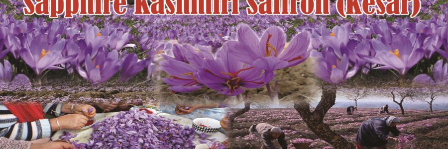 Sapphire Kashmiri Saffron